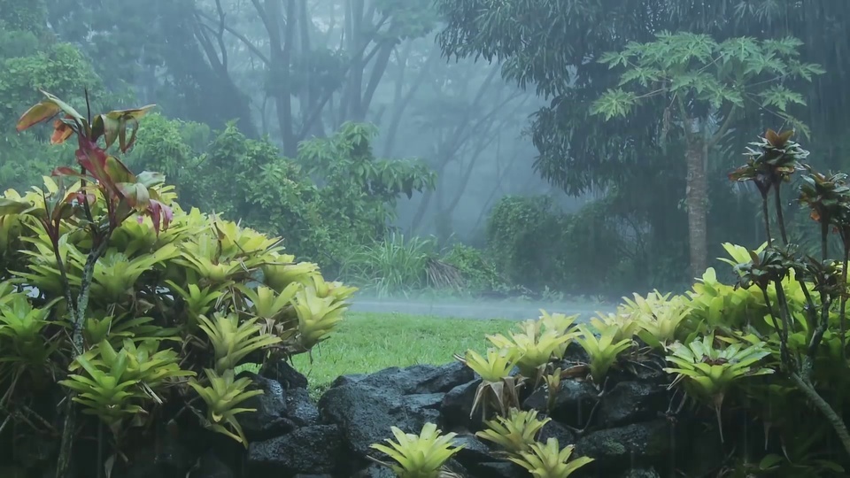 热带雨林