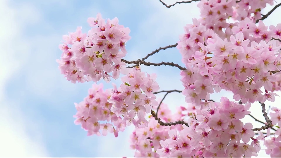 peach blossom