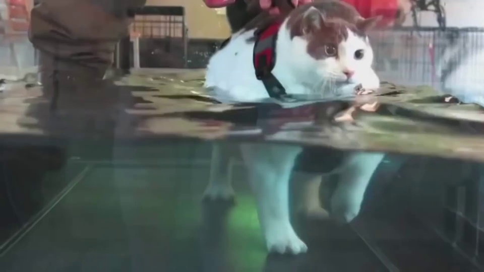 Cats walking in the water