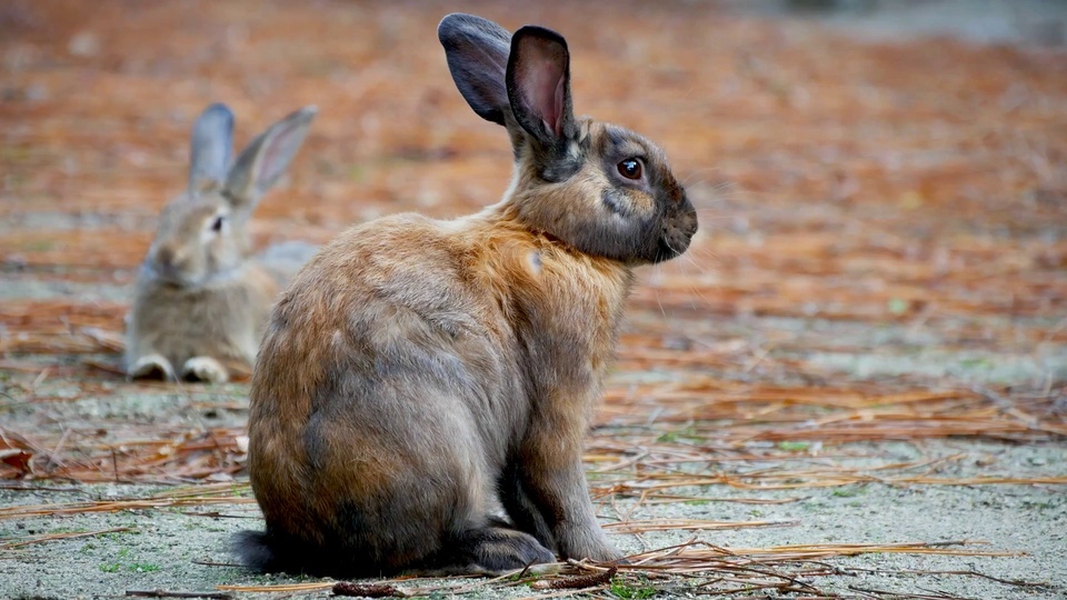 Dumb and Cute Rabbit