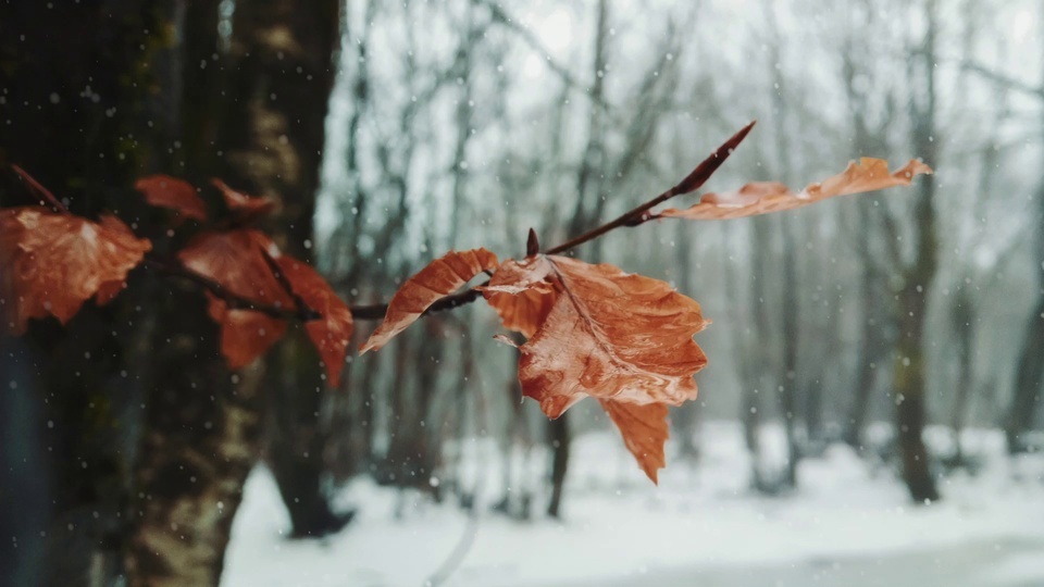 Folha nevada 4k