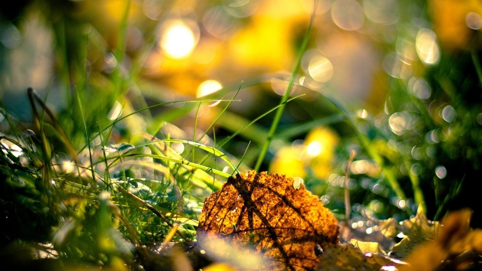 Micro grassland