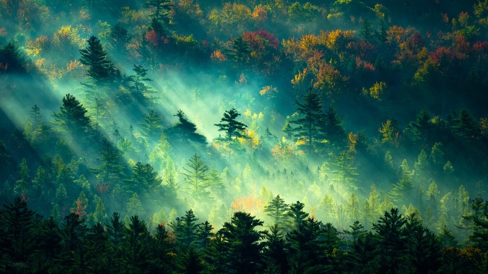 Beautiful Forest