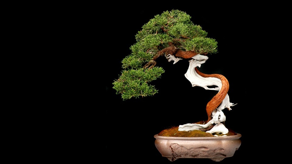 bonsai