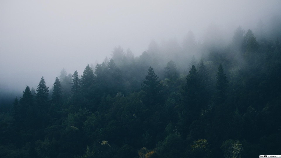 Forest in the Rain