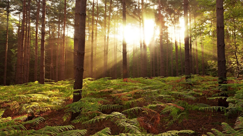 El sol del bosque