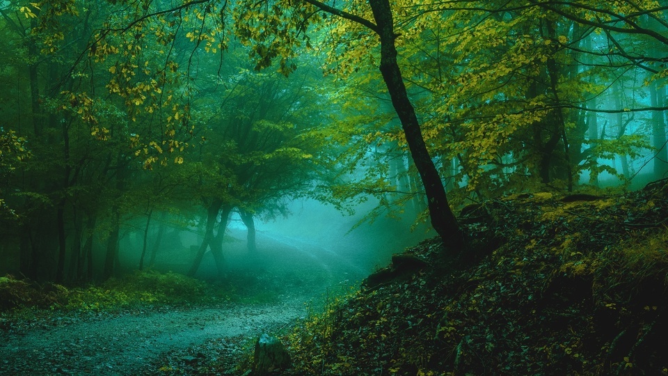 Forest mist