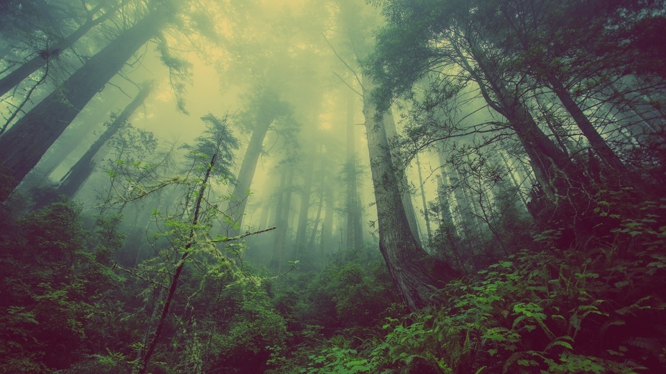 Luciérnagas en el bosque