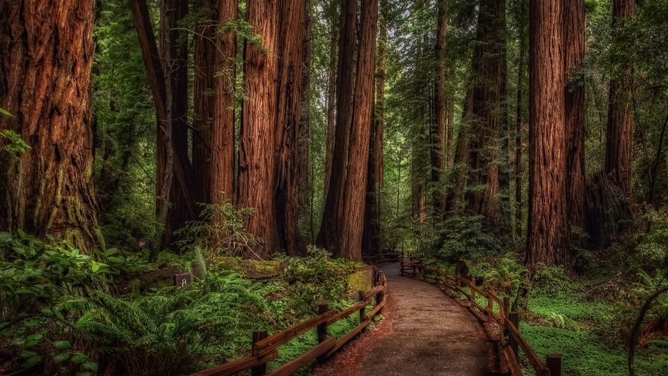 Forest path