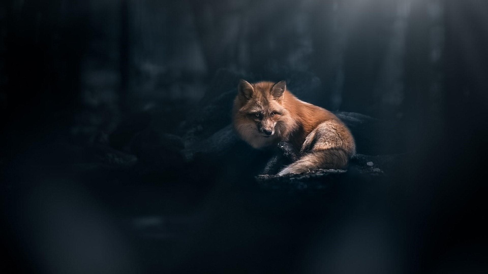 A quiet fox