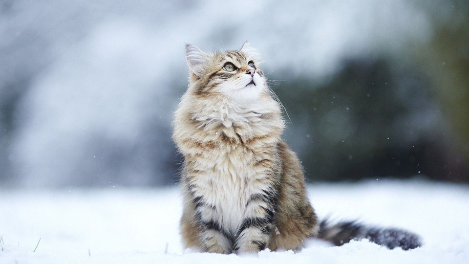 Snowy Cat