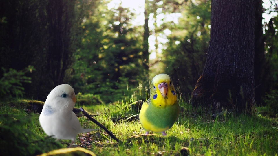 Parrots in the Forest