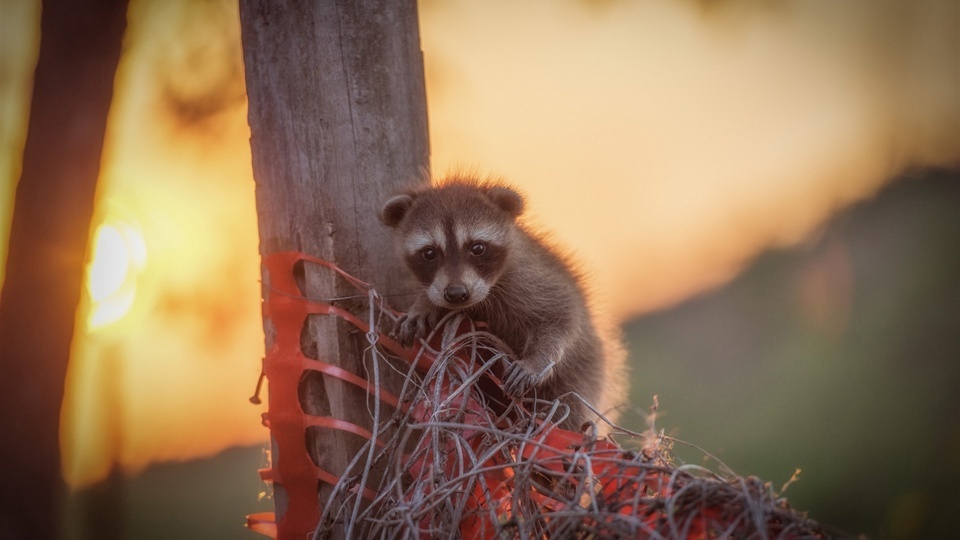 Little Raccoon Crispy Noodle Lord