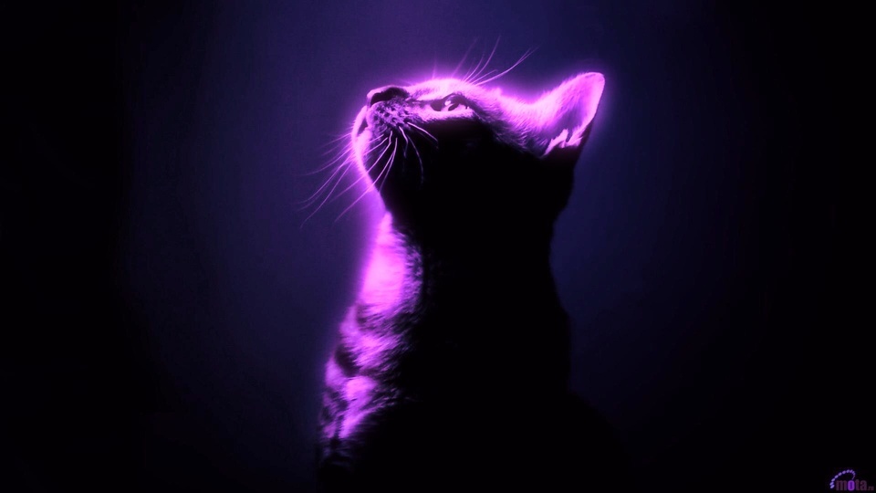 Um gato brilhando com luz roxa