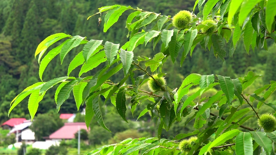 4k Eye Protection Green Leaves