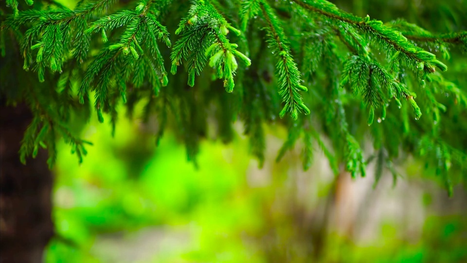 4K Healing Pine and Cypress Rain