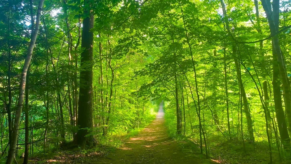 Forest path