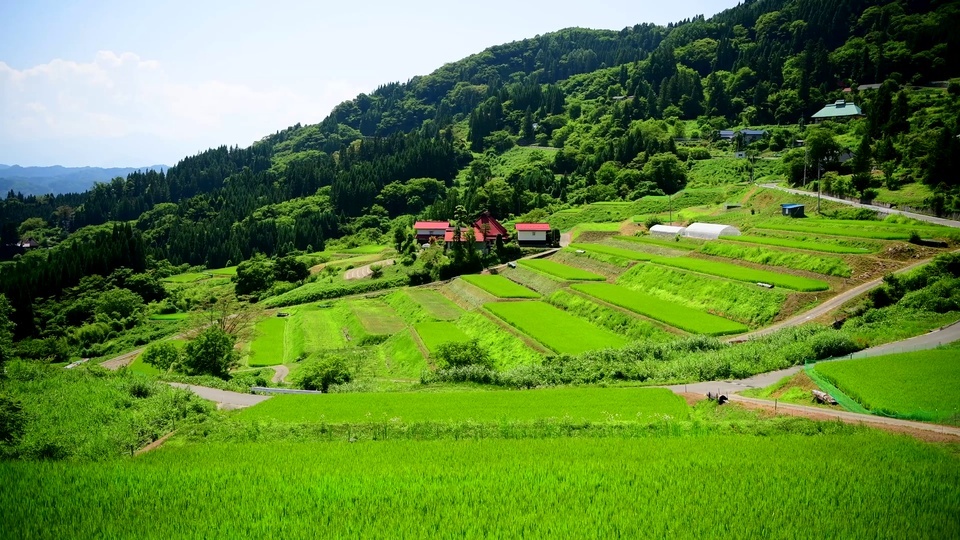 4k夏日田野