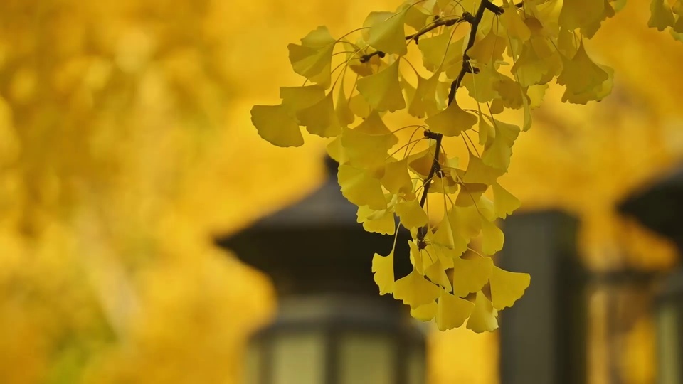 El amarillo brillante del amor a primera vista