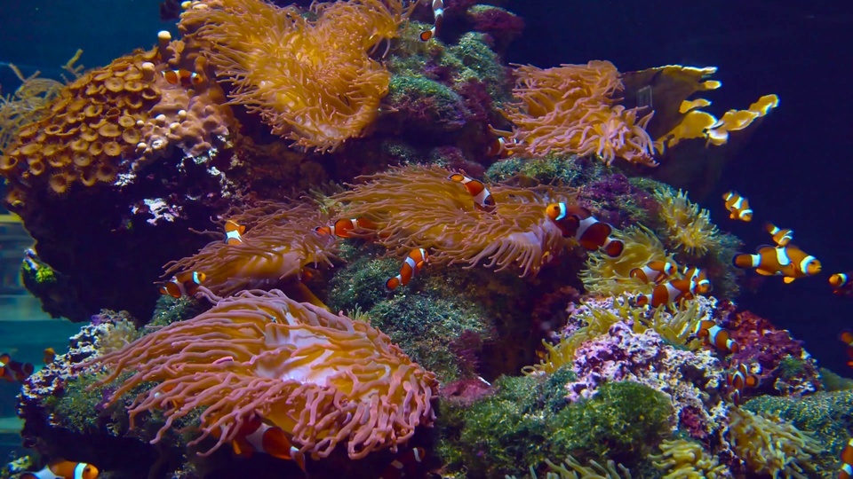 Carpa de capim-marinho coral