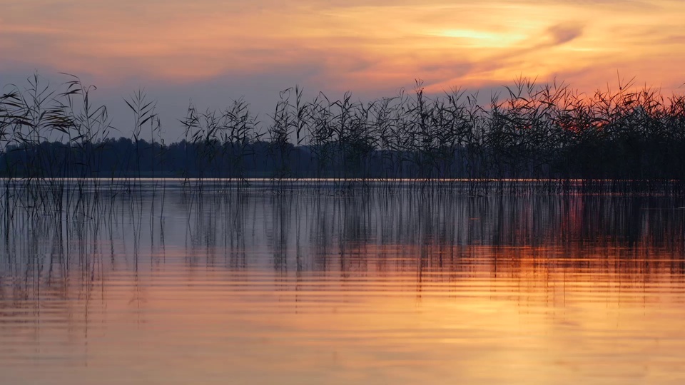 Reflection of reeds on the lake surface