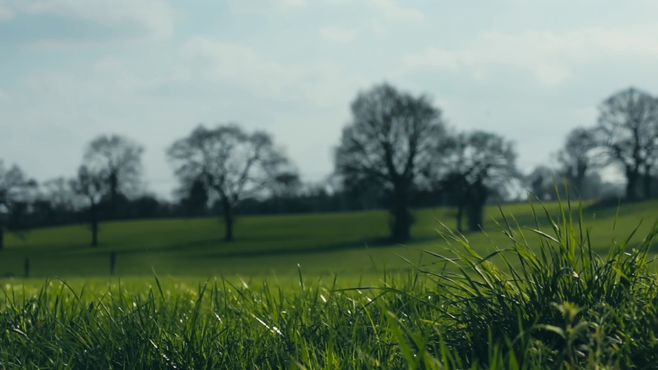 Grassland scenery