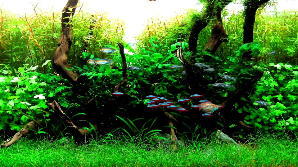 Eye protecting water grass tropical fish