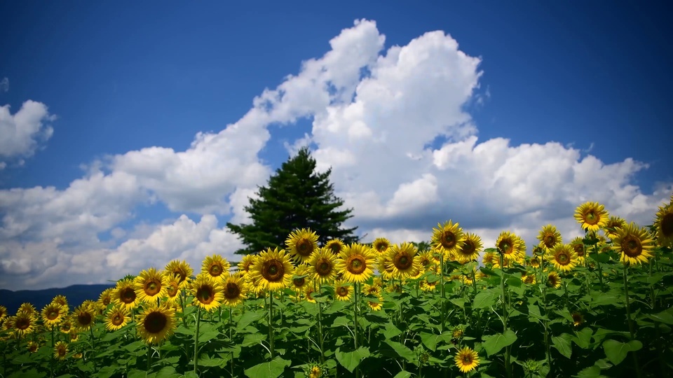 Sunflowers under the blue sky