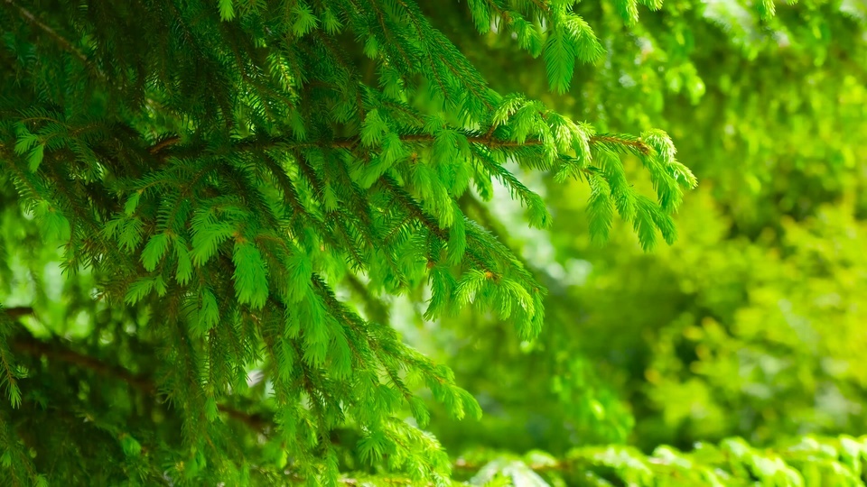 Eye protecting green cedar