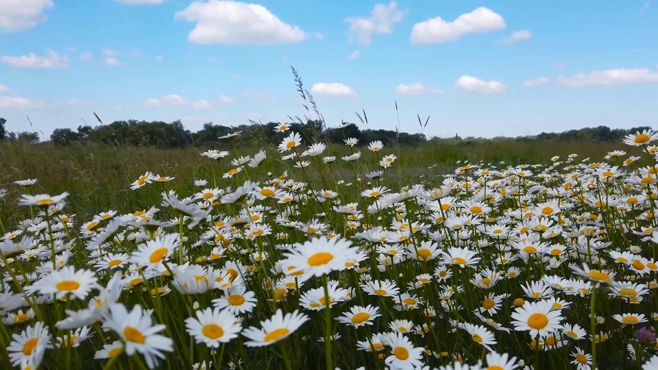 Summer Daisy