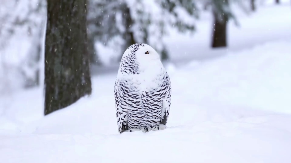 Snow owl