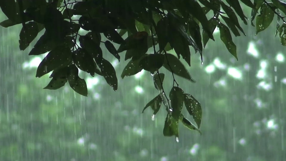 庭外雨景