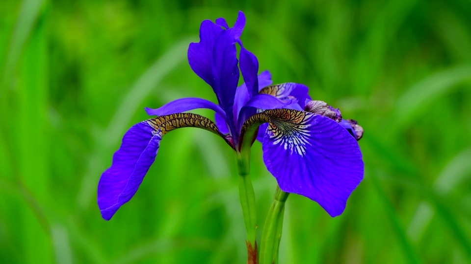 Flor de mariposa púrpura 4K