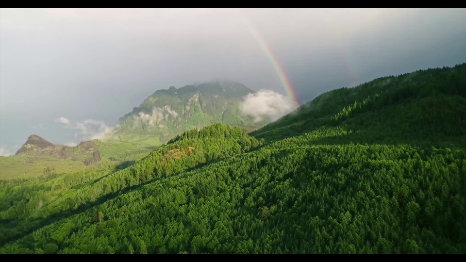 4k atmospheric aerial photography of deep forests