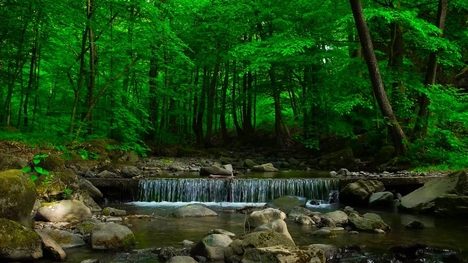 Rivers in the Forest in 4K Spring