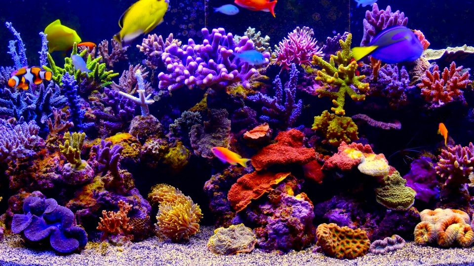 Aquarium