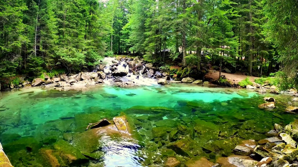 Natural Forest Flowing Water