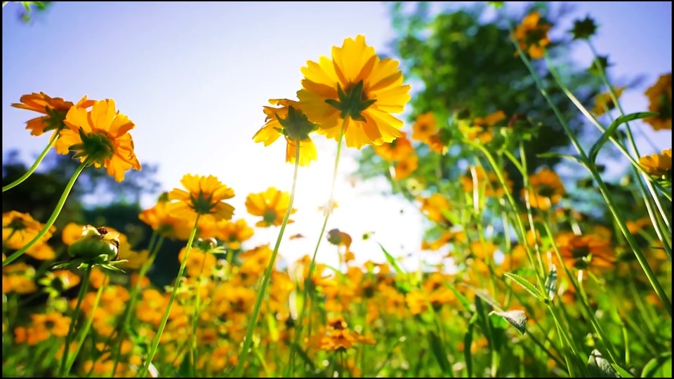 Bathing in sunlight, high-definition dynamic wallpaper