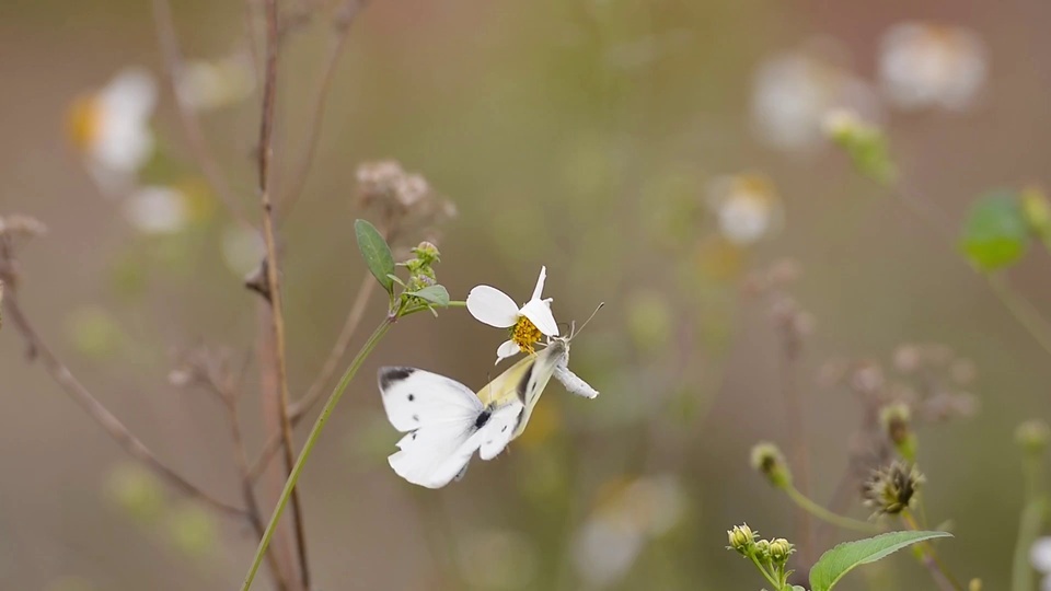 Papillons