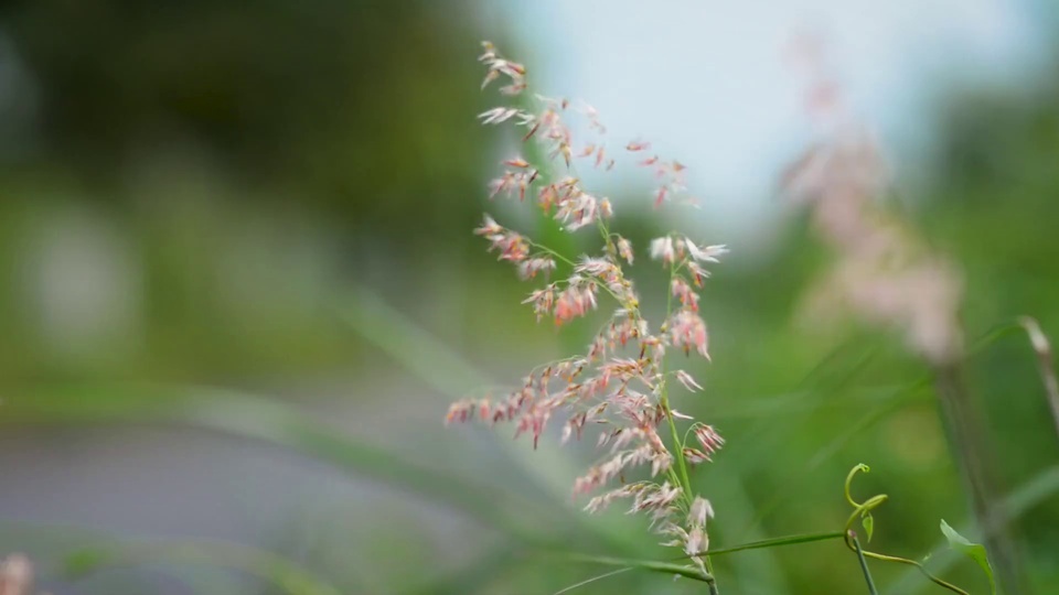 花草