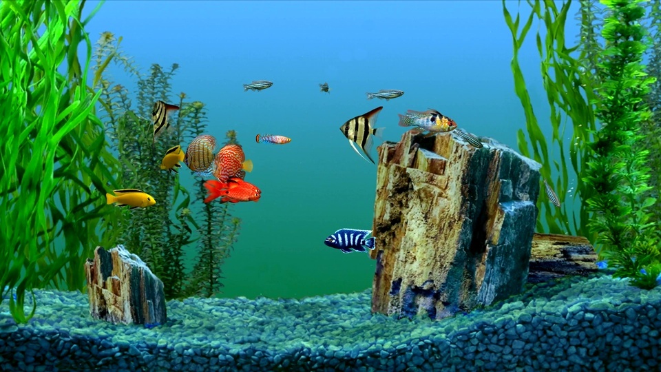 Rockery aquarium