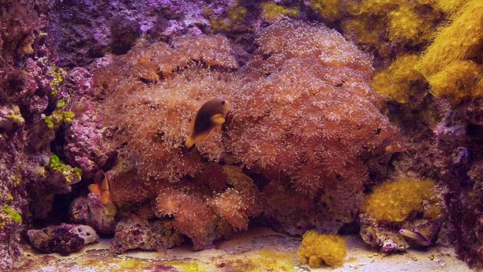 水族馆银莲花鱼