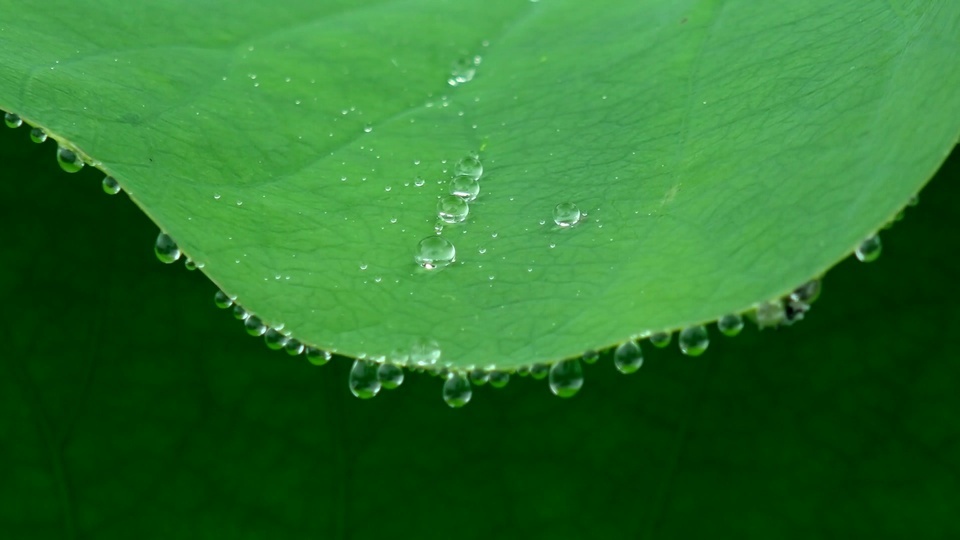 Protección ocular de hojas verdes 4K