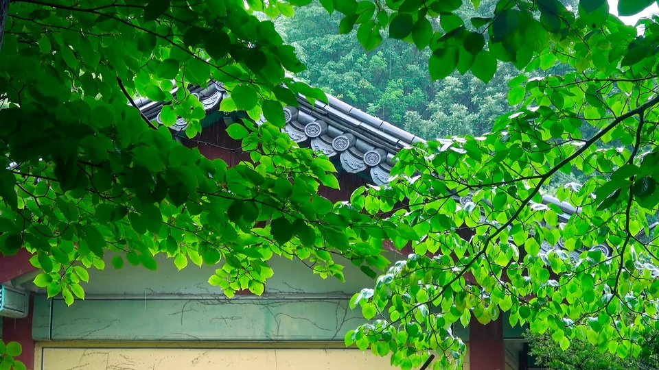 4K Green Leaf Roof Rain