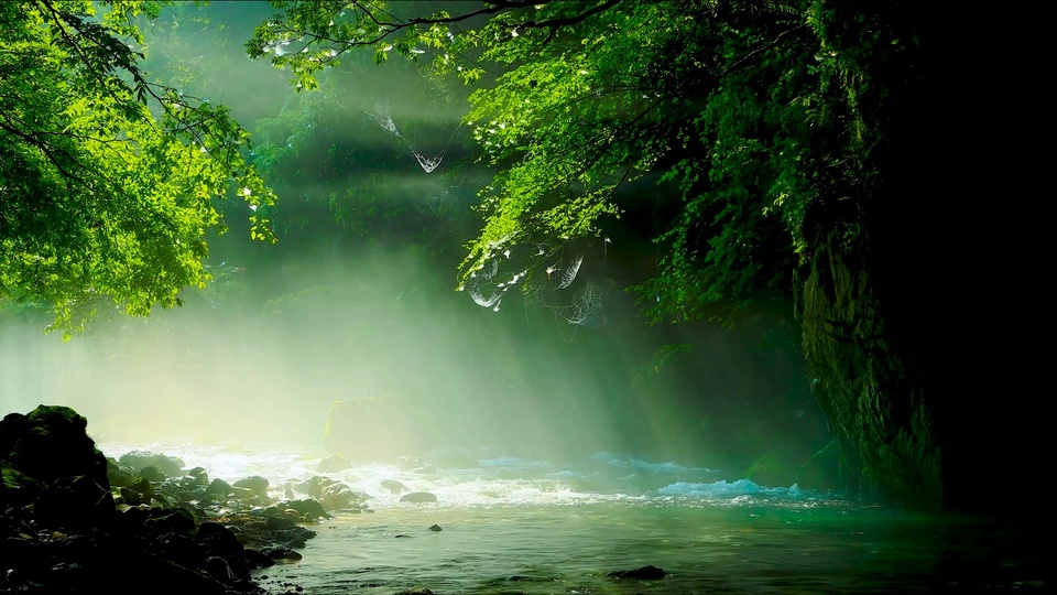 The morning sunshine penetrates through the green leaves