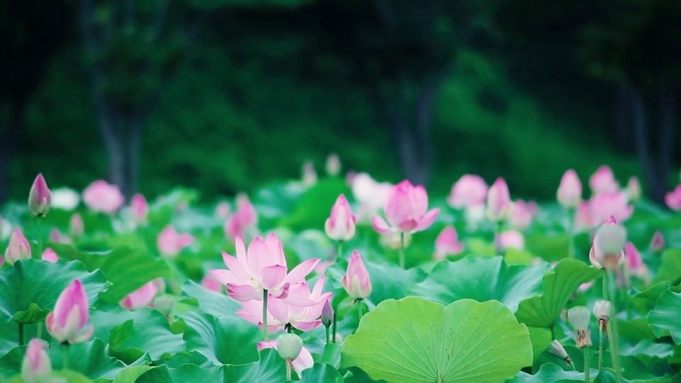 夏日荷花池