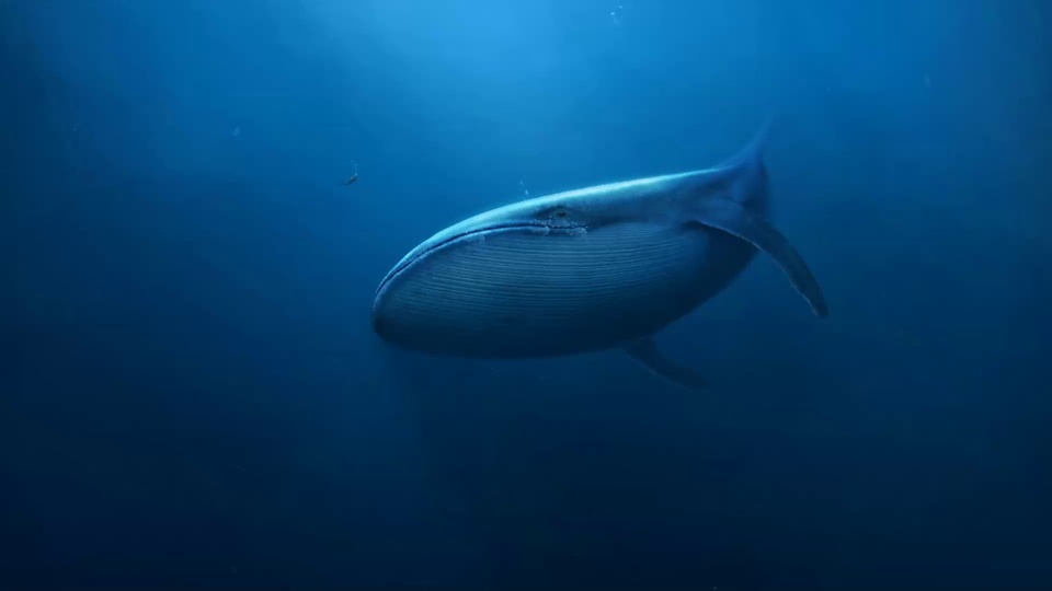 whale