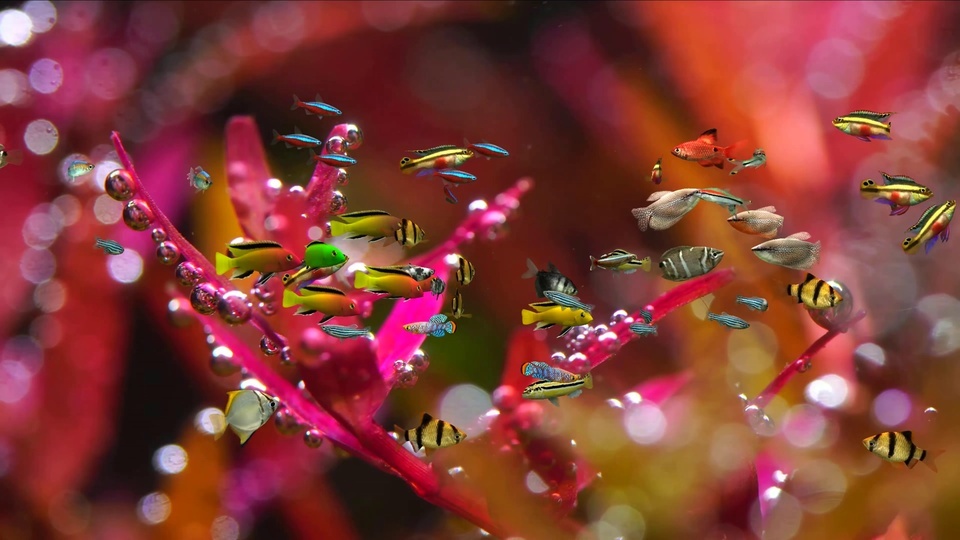 Peixes nadadores de grama aquática