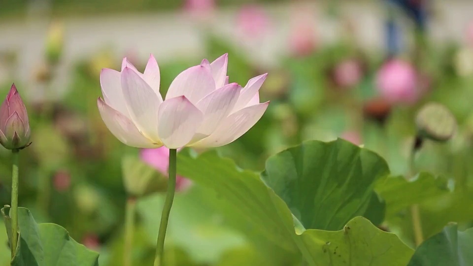 Lotus