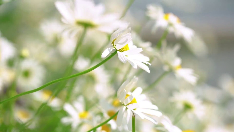 Wild chrysanthemum